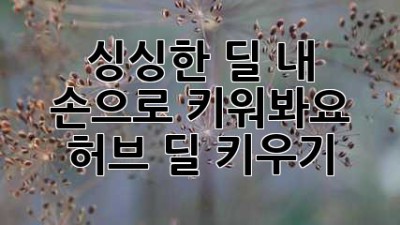 싱싱한 딜, 내 손으로 키워봐요! 허브 딜 키우기